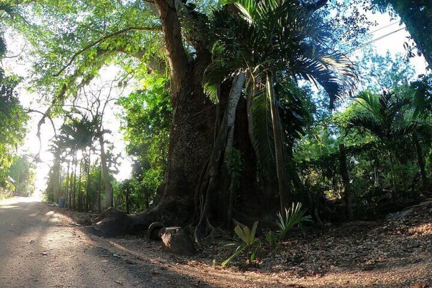 Chichen Itza and Ghost Town Cenote Tour (Holbox - Yucatan)