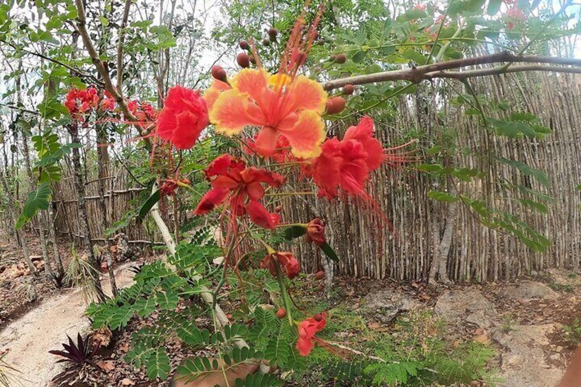 Chichen Itza and Ghost Town Cenote Tour (Holbox - Yucatan)