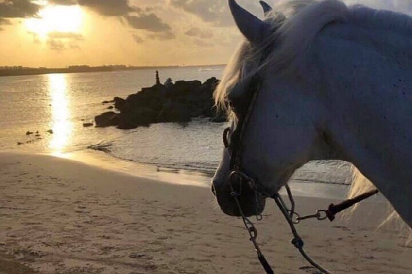 Horseback Riding in Sayulita Through Jungle Trails to the Beach