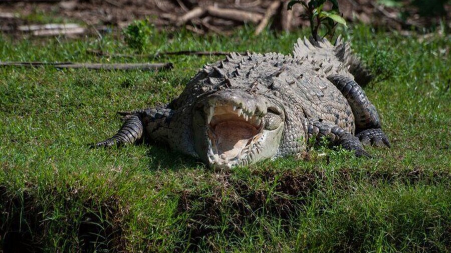Full-Day Carara National Park and Tarcoles River Tour