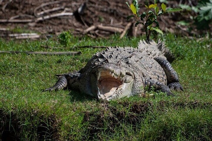 From San José: Carara National Park and Tárcoles River Tour