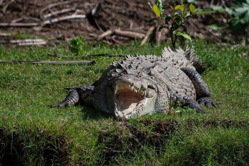 Full-Day Carara National Park and Tarcoles River Tour