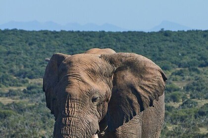 6-daagse gorillasafari, chimpansees volgen en dieren in het wild in Oeganda