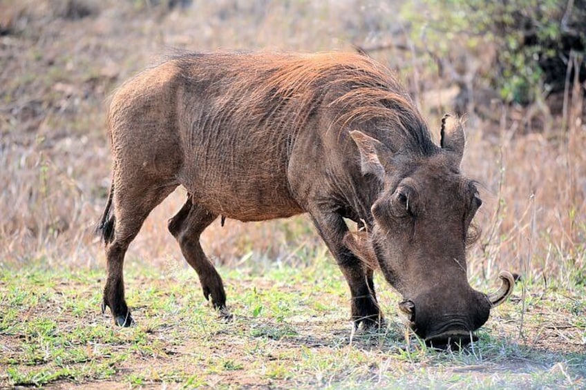 Pilanesberg Wildlife Safari