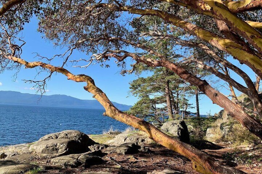 impressive arbutus tree