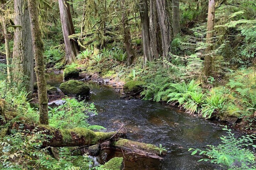 enchanted forest on the Coast 