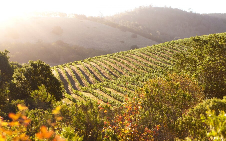 Napa Valley Guided Wine Tour with Picnic Lunch
