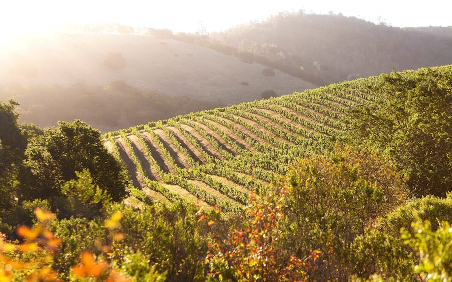 Napa Valley Guided Wine Tour with Picnic Lunch