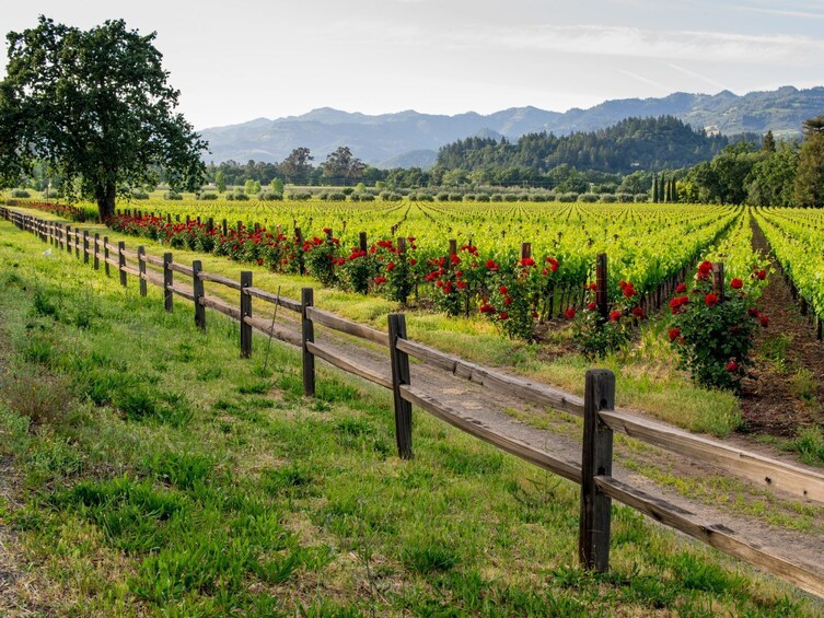 Napa Valley Guided Wine Tour with Picnic Lunch