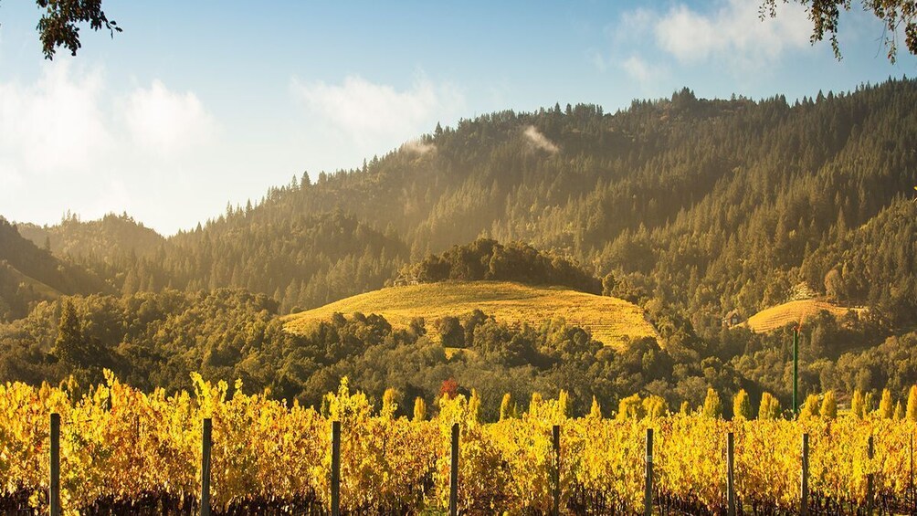 Napa Valley Guided Wine Tour with Picnic Lunch