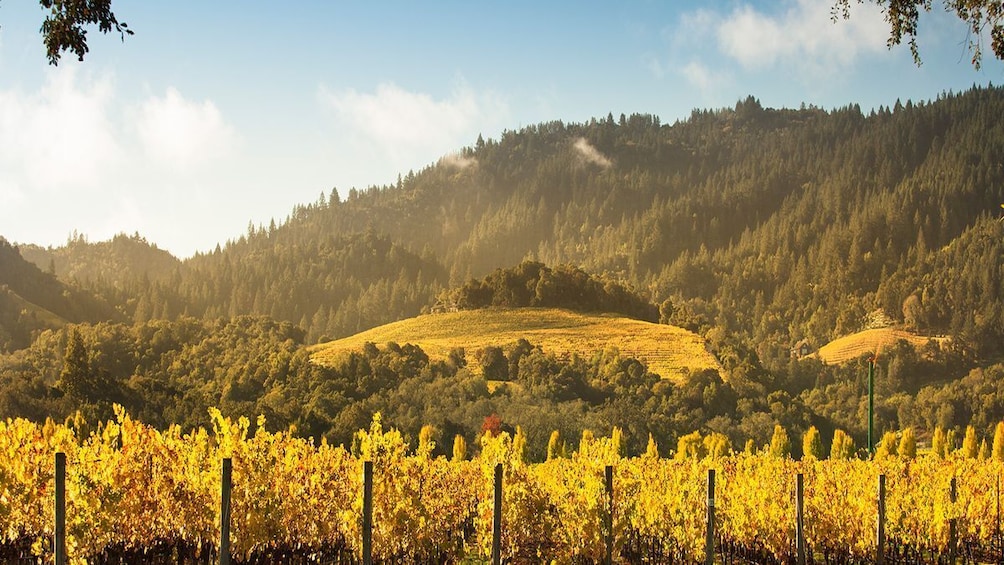 Napa Valley Guided Wine Tour with Picnic Lunch