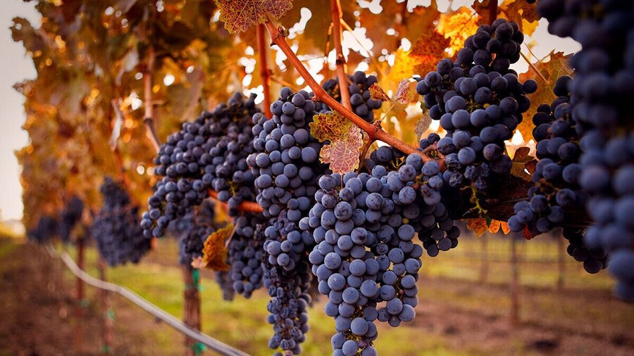 Napa Valley Guided Wine Tour with Picnic Lunch