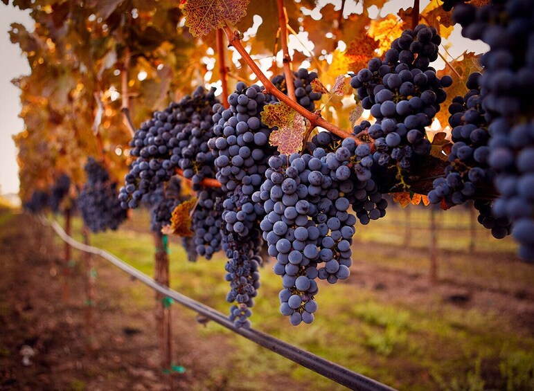 Napa Valley Guided Wine Tour with Picnic Lunch
