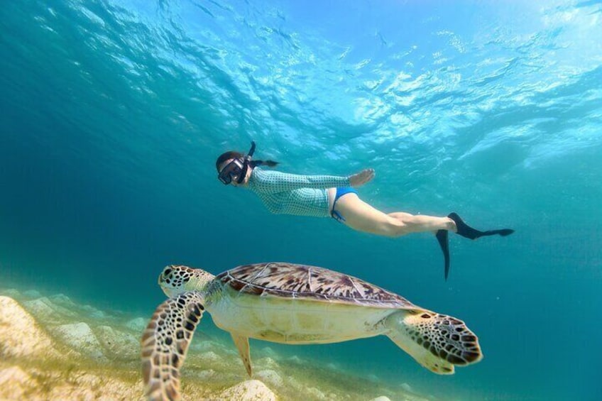 Snorkeling with turtles in abu dabbab beach marsa alam 