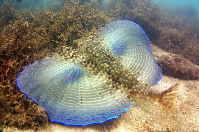 Bombinhas City with Special Snorkeling Experiência