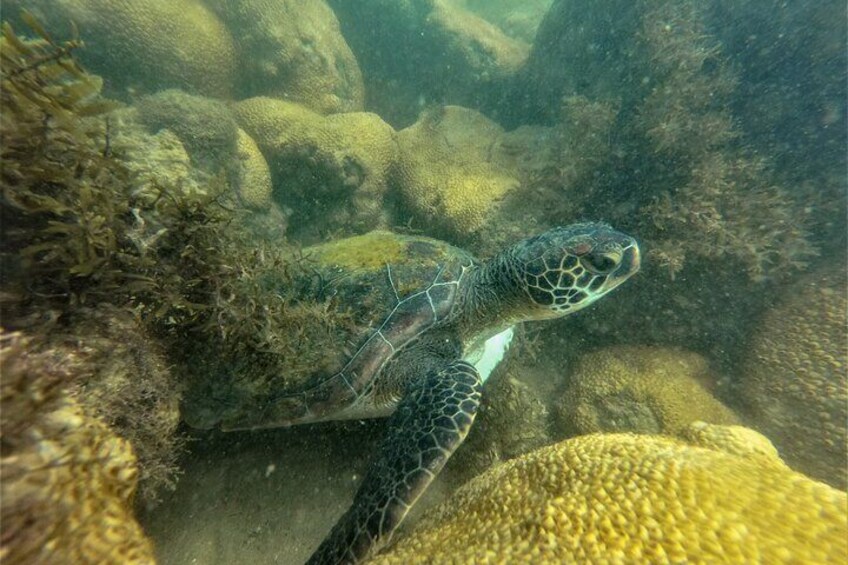 Bombinhas City with Special Snorkeling Experiência