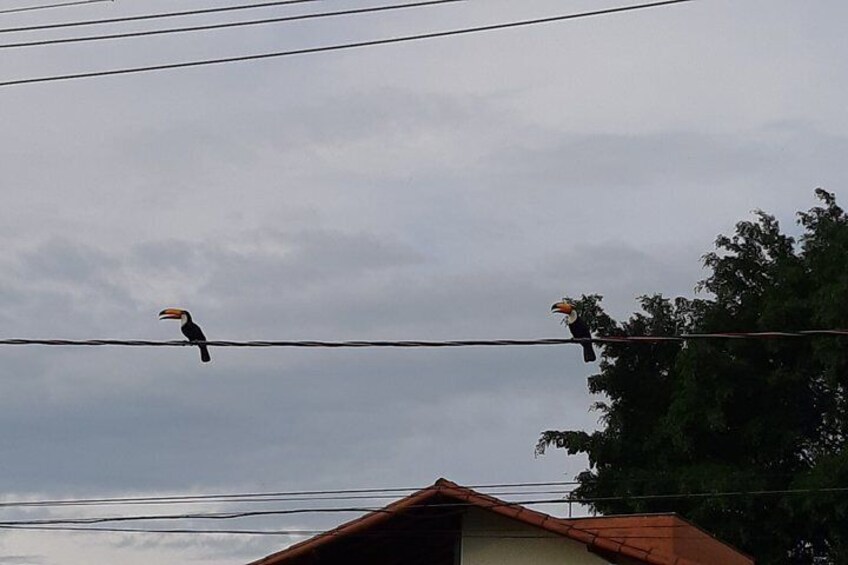 Toucans in Pampulha