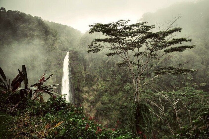 Private Full-day Hamakua Coast and Sugar Tour from Kailua-Kona