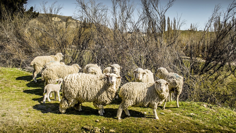 Sheep on the 25 de Mayo Ranch Tour in Argentina