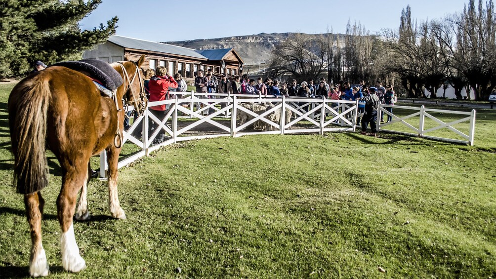 25 de Mayo Ranch Tour in Argentina