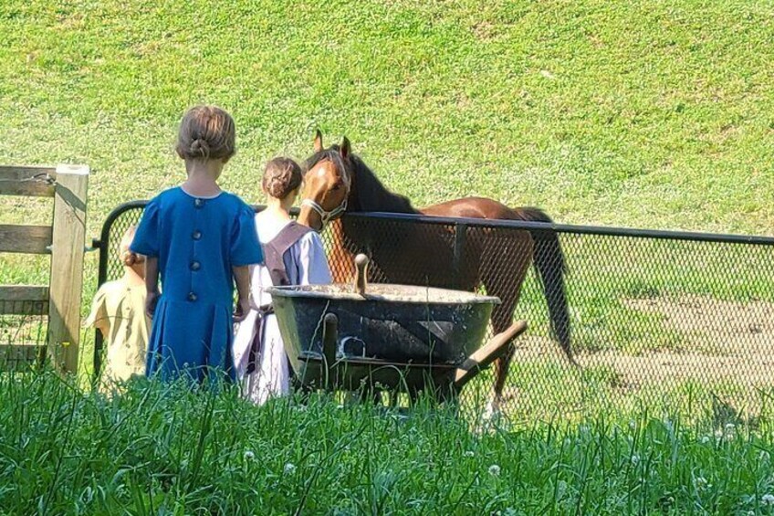 Unique Amish Immersion in Lancaster