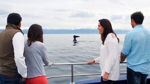 3-Day Christchurch & Kaikoura Whale Watching Tour