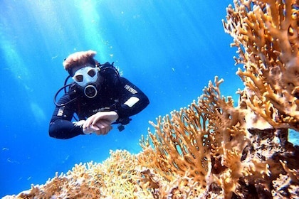 Private Diving Experience in The Heart of Red Sea in Aqaba