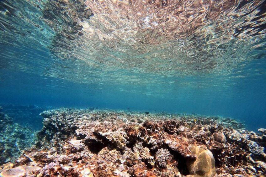 Private Diving Experience in The Heart of Red Sea in Aqaba