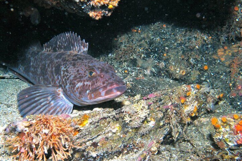 Ling Cod