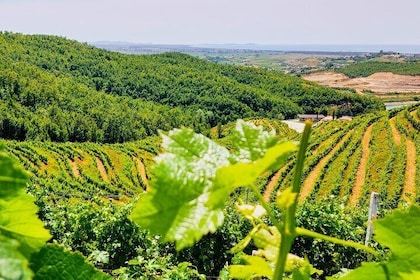 Vineyards, Wine Tasting & Scenic Lake Boat - from Durres/Tirana