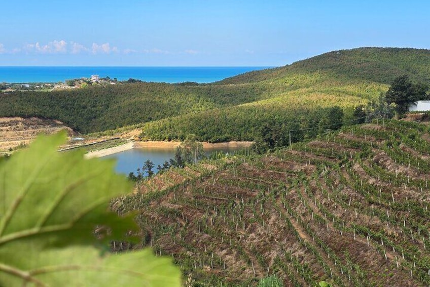 From Tirana/Durres: Vineyards & Wine Tasting & Tour Experience