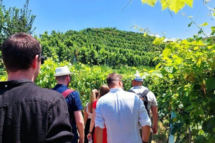 Albanian Wine Tasting & Vineyards Tour 