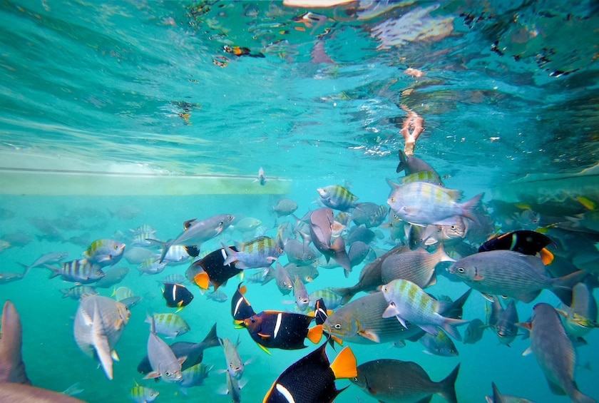 Snorkeling by The Arch
