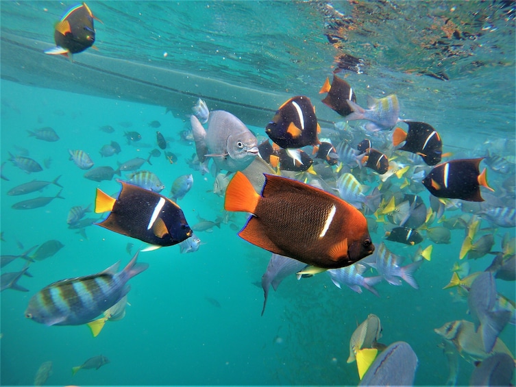 Snorkeling by The Arch