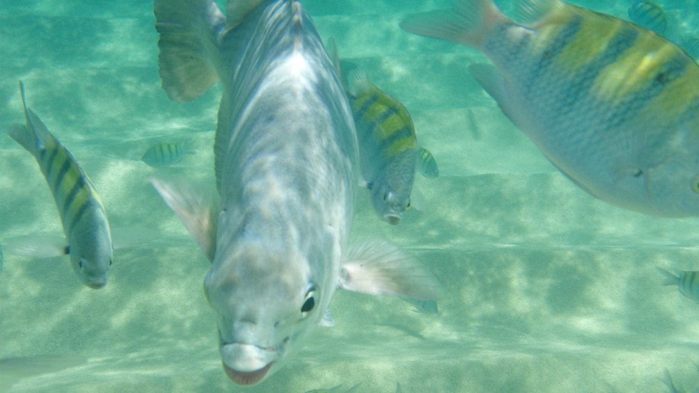 Fish in Los Cabos, Mexico 
