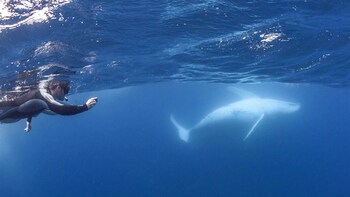 Swimming with Humpback Whales