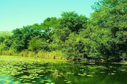 Tour to the Petenes Biosphere from Campeche