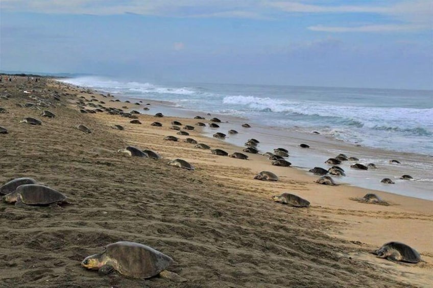 4 in 1 Tour - Mazunte, Cacao Factory, La Ventanilla National Park & Turtle Spawn