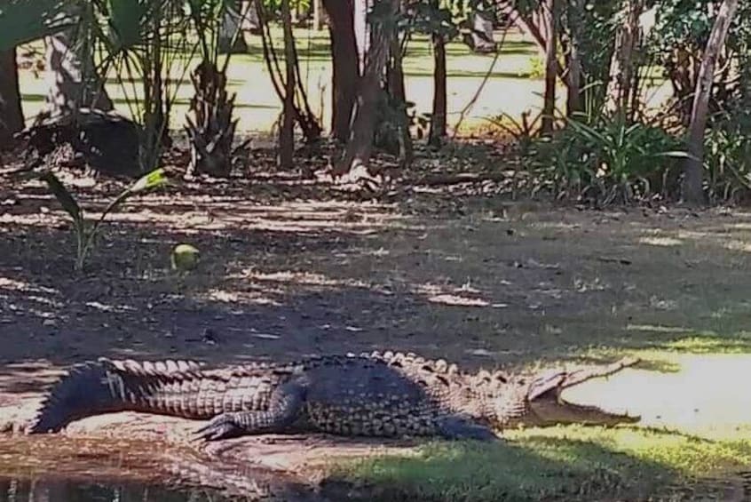 4 in 1 Tour - Mazunte, Cacao Factory, La Ventanilla National Park & Turtle Spawn