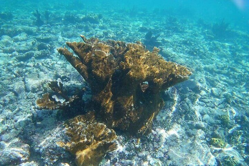 Snorkel in the Costa Maya Reef and Rest on the Beach