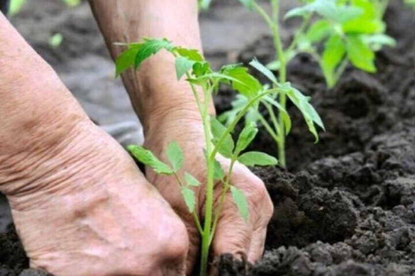 Corn sowing experience