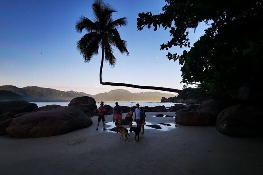 Famous Coconut Tree of the Adventurer