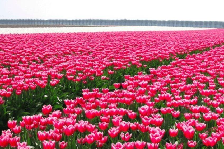 Holambra: Flowers & Windmill, The Little Piece Of Netherlands in Brazil