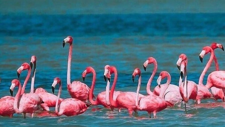 Isla Arena tour with flamingos from Campeche