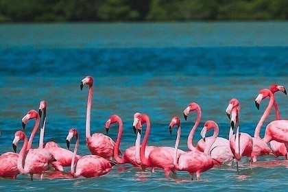 Isla Arena tour with flamingos from Campeche