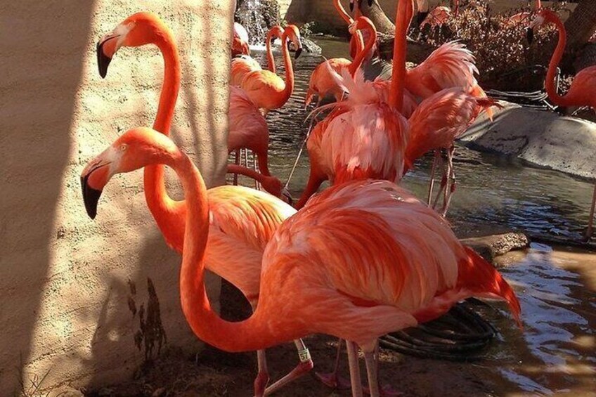 Isla Arena tour with flamingos from Campeche