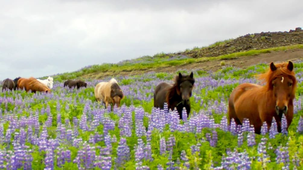 Horses walking through a meadow