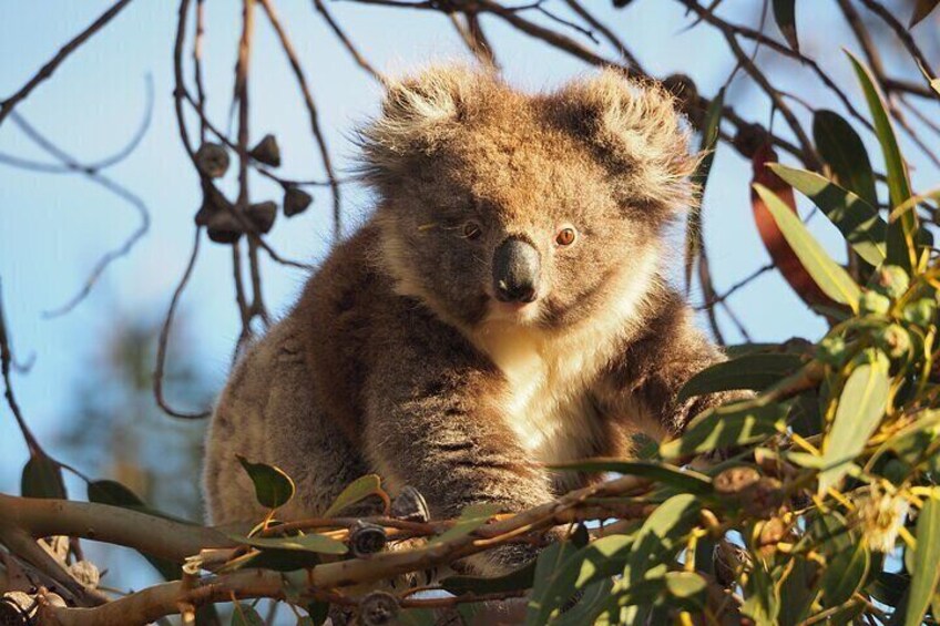 2-Hour Koala Walking Tour in Kangaroo Island