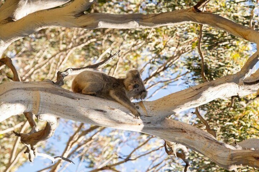 Koala Walking Tour in Kangaroo Island