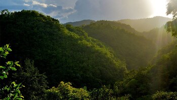 Blue Mountain Hike & Coffee Tour